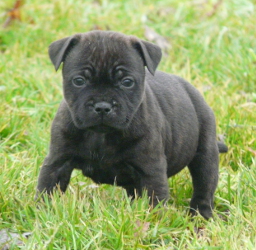 chiot staffordshire bull terrier photo1