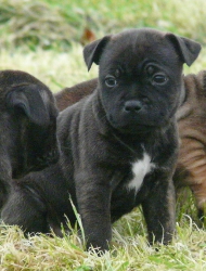 chiot staffordshire bull terrier chiot3a