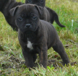 chiot staffordshire bull terrier chiot 3