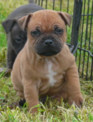 chiot staffordshire bull terrier rouge