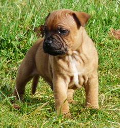 chiot staffordshire bull terrier