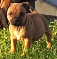 Nature's gift chiot staffordshire bull terrier