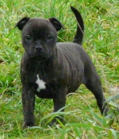 Night time eclipse chiot staffie