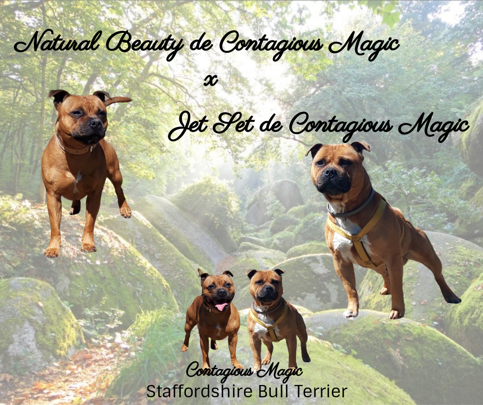 mariage staffordshire bull terrier Natural beauty et Jet Set de Contagious Magic